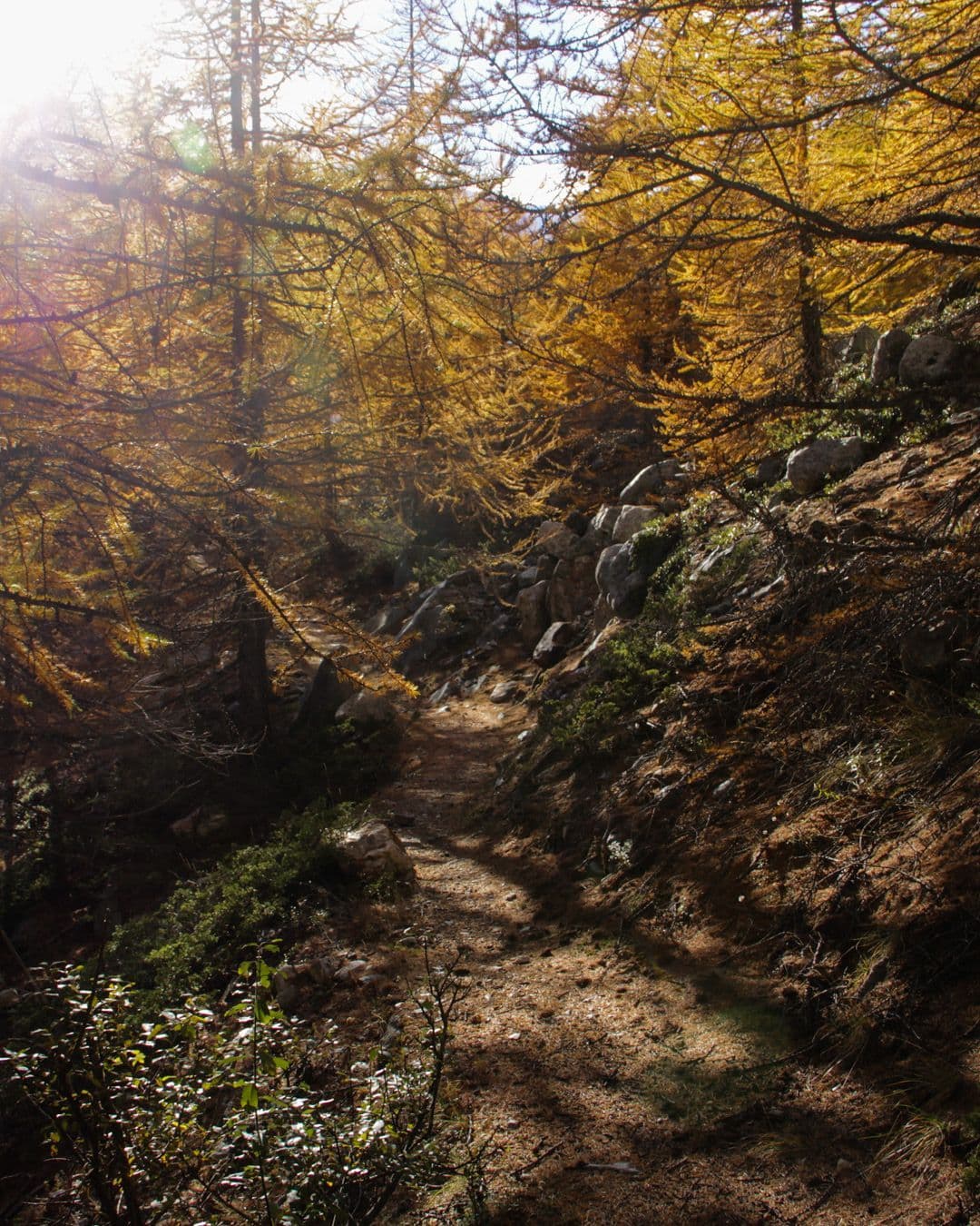 Wanderweg durch gelb gefärbte Lärchen im Herbst
